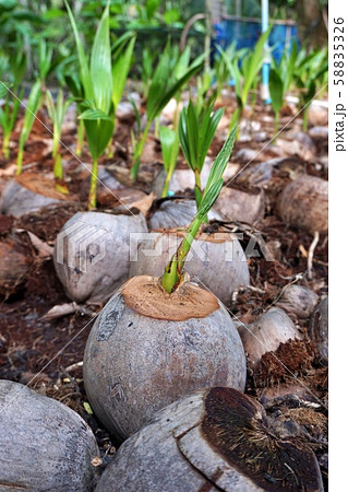 New born coconut tree in Samut Songkhram, Thailand 58835326