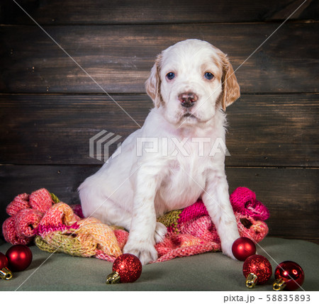 English setter puppy with knitted warm scarf. English setter puppy with knitted warm scarf. 58835893