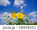 青空に向かって咲く花 58836051