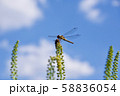 草にとまるとんぼ 58836054