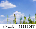 草にとまるとんぼ 58836055