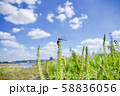 草にとまるとんぼ 58836056