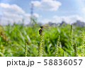 草にとまるとんぼ 58836057
