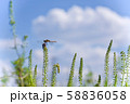 草にとまるとんぼ 58836058