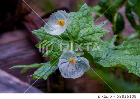 雨に濡れたサンカヨウ 58836109