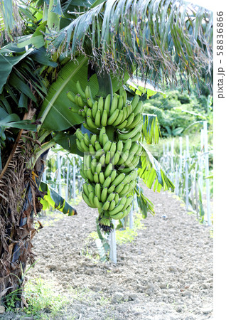 三尺バナナ（台湾バナナ） 58836866