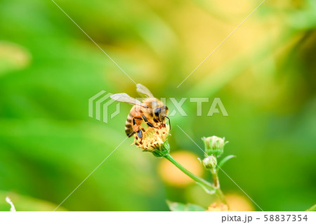 蜜蜂 58837354