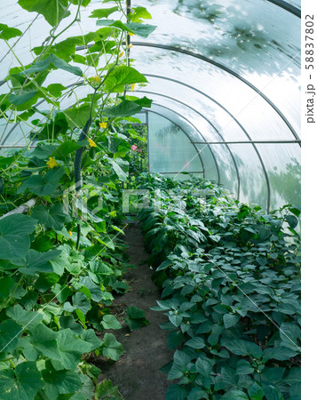 Cucumbers and bell peppers inside greenhouse Cucumbers and bell peppers inside greenhouse 58837802