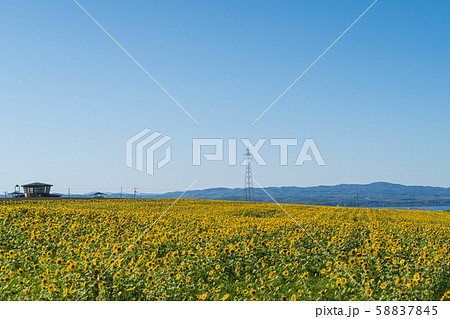 【北海道大空町】ひまわり畑 58837845
