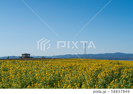 【北海道大空町】ひまわり畑 【北海道大空町】ひまわり畑 58837849