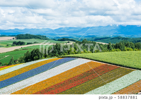 北海道　美瑛町　色彩の丘 58837881