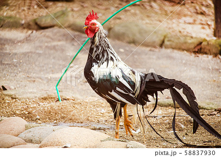 オナガドリ オナガドリ 58837930