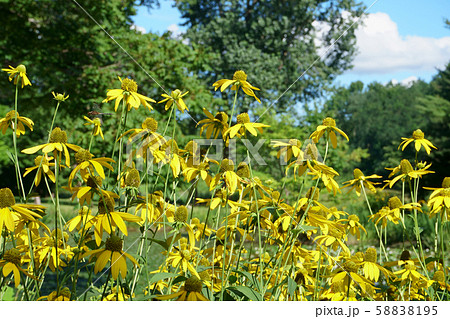 オオハンゴンソウ 58838195