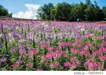 夏の北海道 美瑛町 色彩の丘 夏の北海道 美瑛町 色彩の丘 58838425