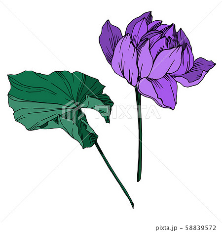 Vector Lotus floral botanical flower. Black and white engraved ink art. Isolated lotus illustration Vector Lotus floral botanical flower. Black and white engraved ink art. Isolated lotus illustration 58839572