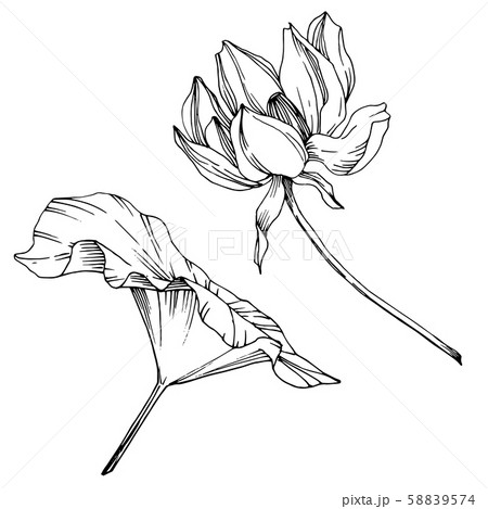 Vector Lotus floral botanical flower. Black and white engraved ink art. Isolated lotus illustration Vector Lotus floral botanical flower. Black and white engraved ink art. Isolated lotus illustration 58839574