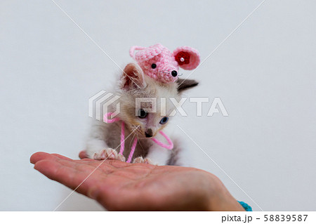 仔猫 生後4週間 子年 仔猫 生後4週間 子年 58839587