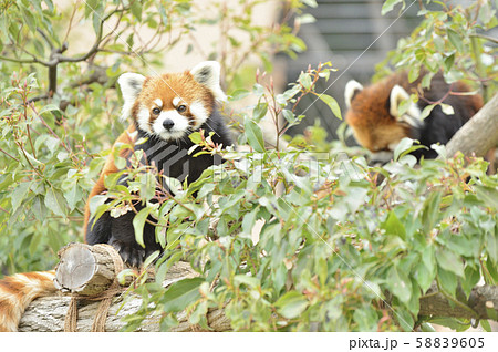 レッサーパンダ（赤パンダ） 58839605