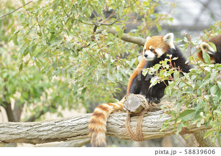 レッサーパンダ(赤パンダ) レッサーパンダ(赤パンダ) 58839606