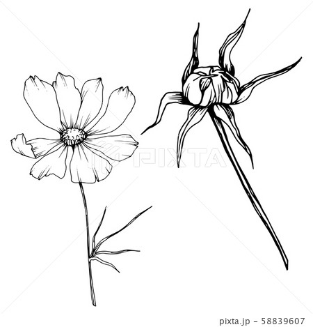 Vector Cosmos floral botanical flowers. Black and white engraved ink art. Isolated cosmea 58839607