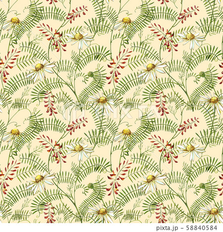 Wildflowers medicinal Tufted Vetch watercolor illustrations. Isolated on the white background 58840584