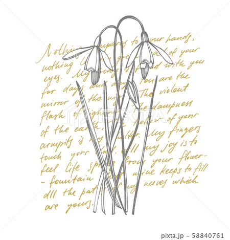 Snowdrop spring flowers. Botanical plant illustration. Vintage medicinal herbs sketch set of ink 58840761