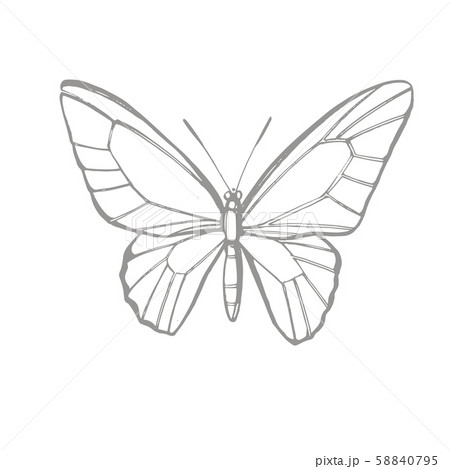Butterflies silhouettes. Butterfly icons isolated on white background. Graphic illustration Butterflies silhouettes. Butterfly icons isolated on white background. Graphic illustration 58840795