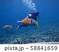 ダイビング　沖縄　熱帯魚 58841659