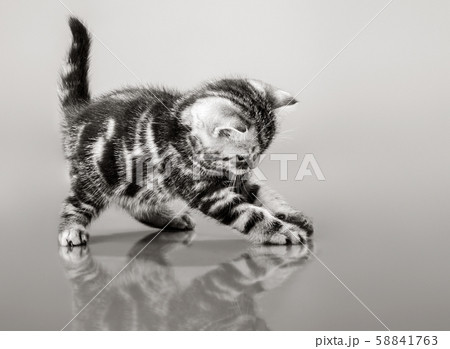 one fluffy gray beautiful kitten one fluffy gray beautiful kitten 58841763