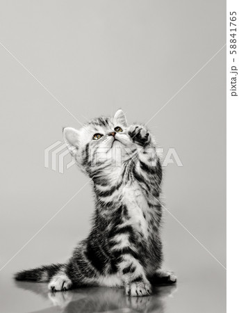 beautiful little kitten 58841765