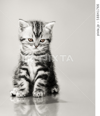 beautiful little kitten beautiful little kitten 58841766