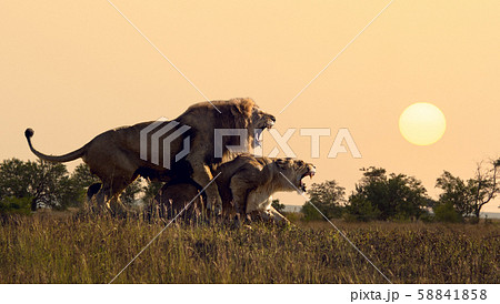 lions to arid savannah 58841858