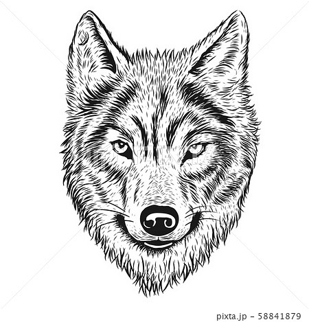 Hand drawn wolf illustrator 58841879