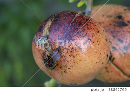 熟した石榴とカメムシ 58842766