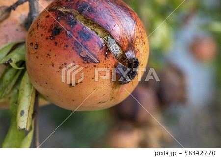 熟した石榴とカメムシ 58842770