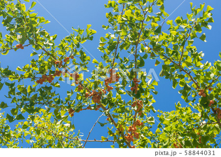ギンナン　銀杏　イチョウ 58844031