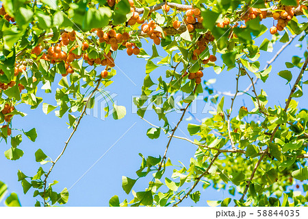ギンナン　銀杏　イチョウ 58844035