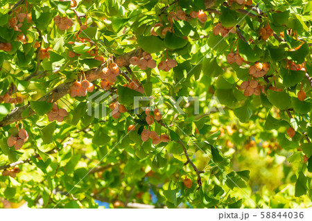 ギンナン 銀杏 イチョウ ギンナン 銀杏 イチョウ 58844036