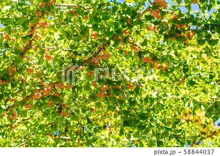 ギンナン 銀杏 イチョウ ギンナン 銀杏 イチョウ 58844037