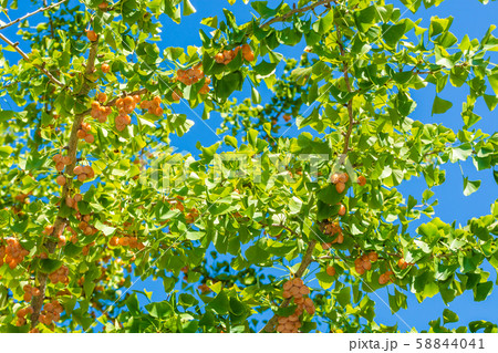 ギンナン　銀杏　イチョウ 58844041