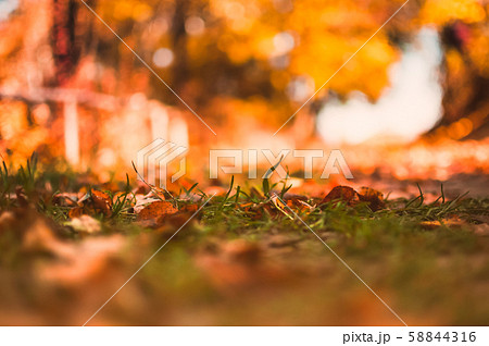 Warm autumn landscape in the morning forest at Warm autumn landscape in the morning forest at 58844316