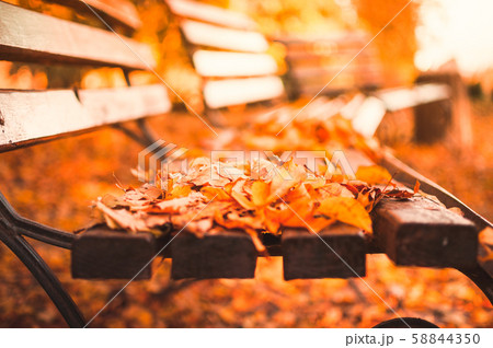 empty bench in the autumn park is strewn with red empty bench in the autumn park is strewn with red 58844350
