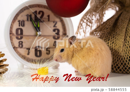 rat sits near a Christmas tree and watches. Symbol of 2020, new year, christmas. Happy New Year 58844555