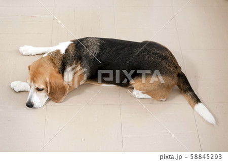 ビーグル犬 58845293