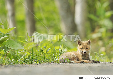 キタキツネの子供（北海道） 58845575