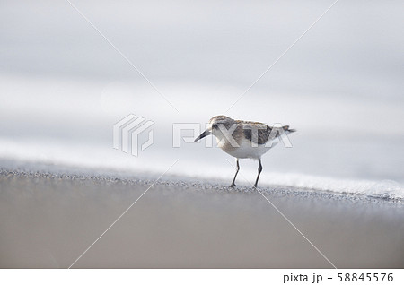 トウネン(北海道・コムケ湖) トウネン(北海道・コムケ湖) 58845576
