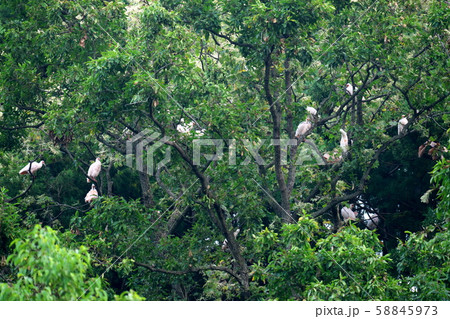 佐渡の林で集団で休むトキ 58845973