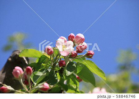りんごの花 58846746