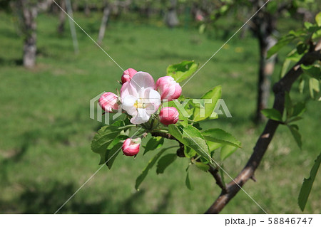 りんごの花 りんごの花 58846747
