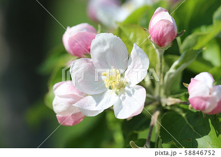 りんごの花 58846752